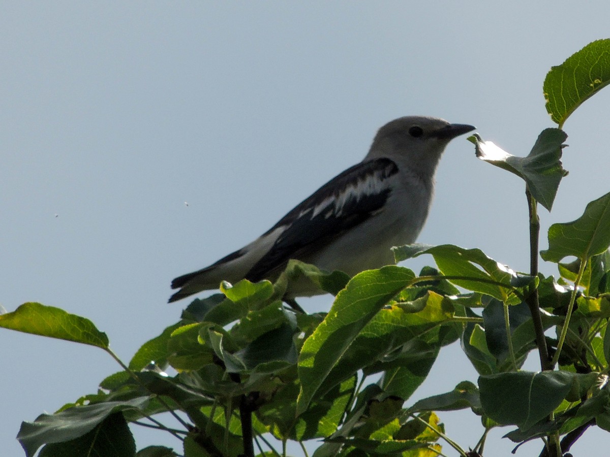 Daurian Starling - ML637916793