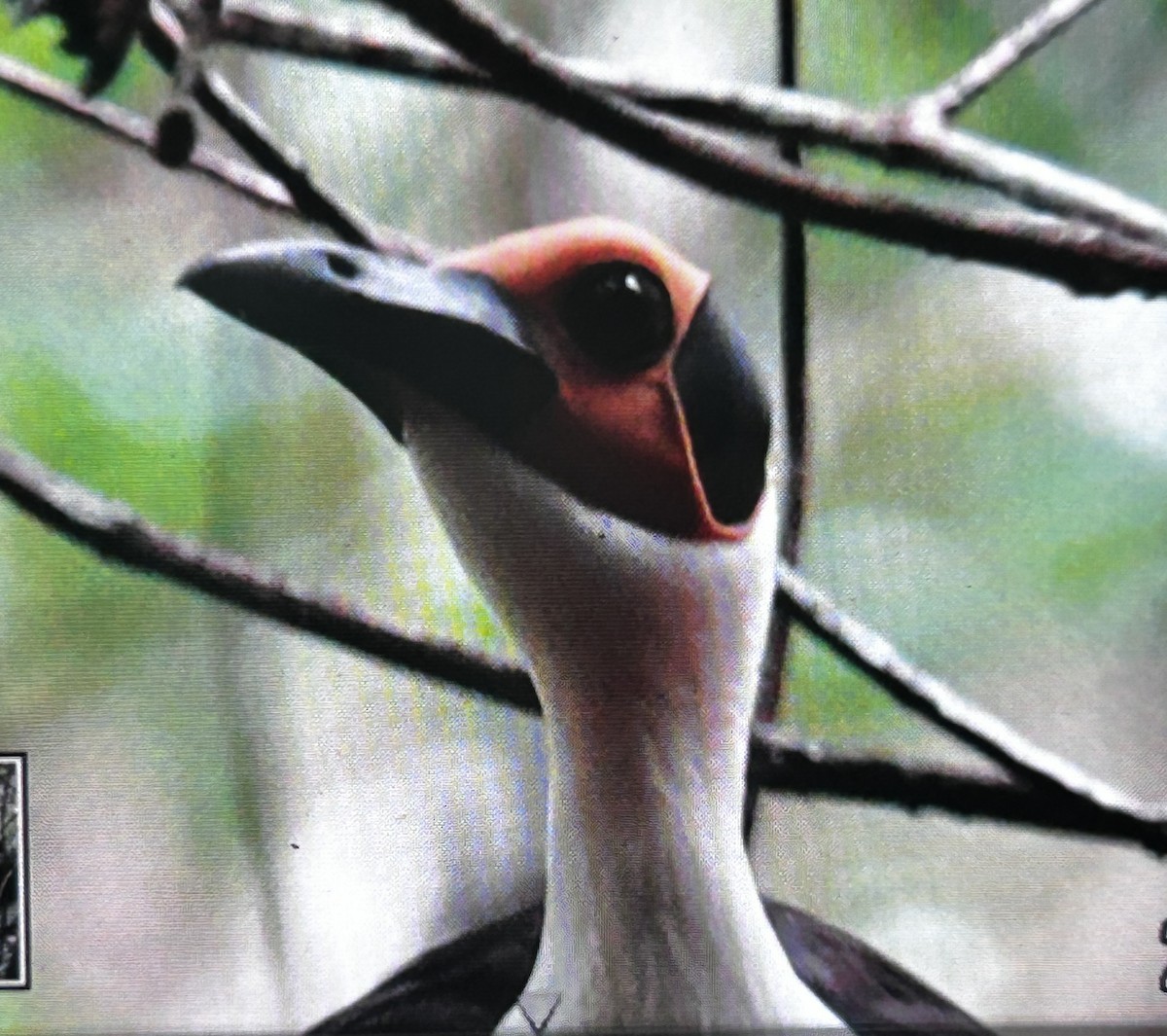 White-necked Rockfowl - ML637916817