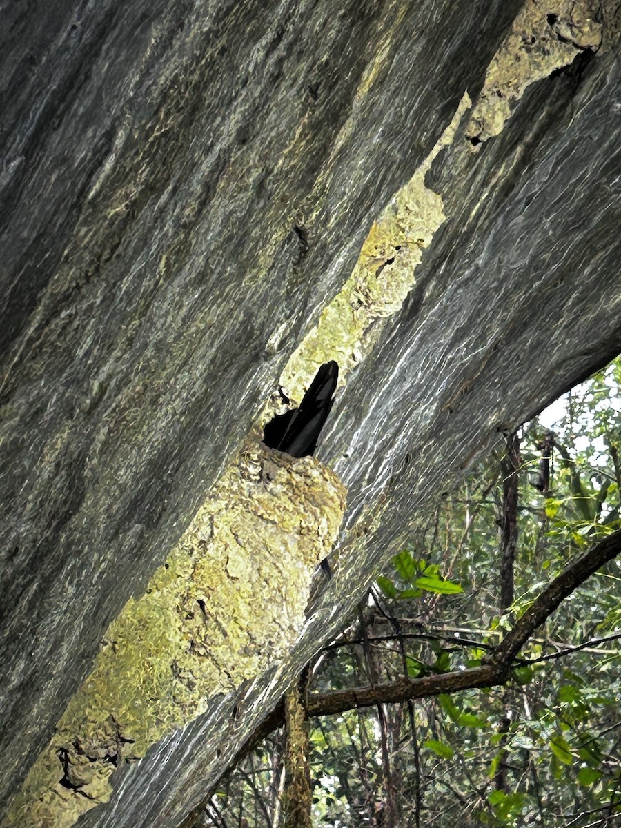White-necked Rockfowl - ML637916820