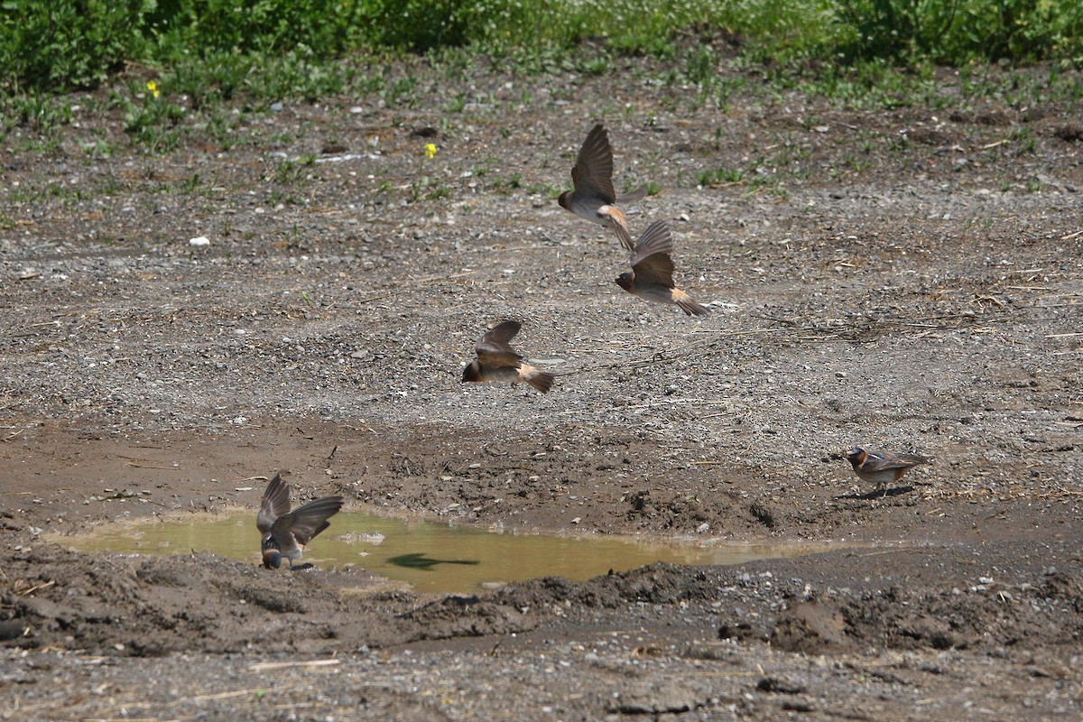 Cliff Swallow - ML637916823