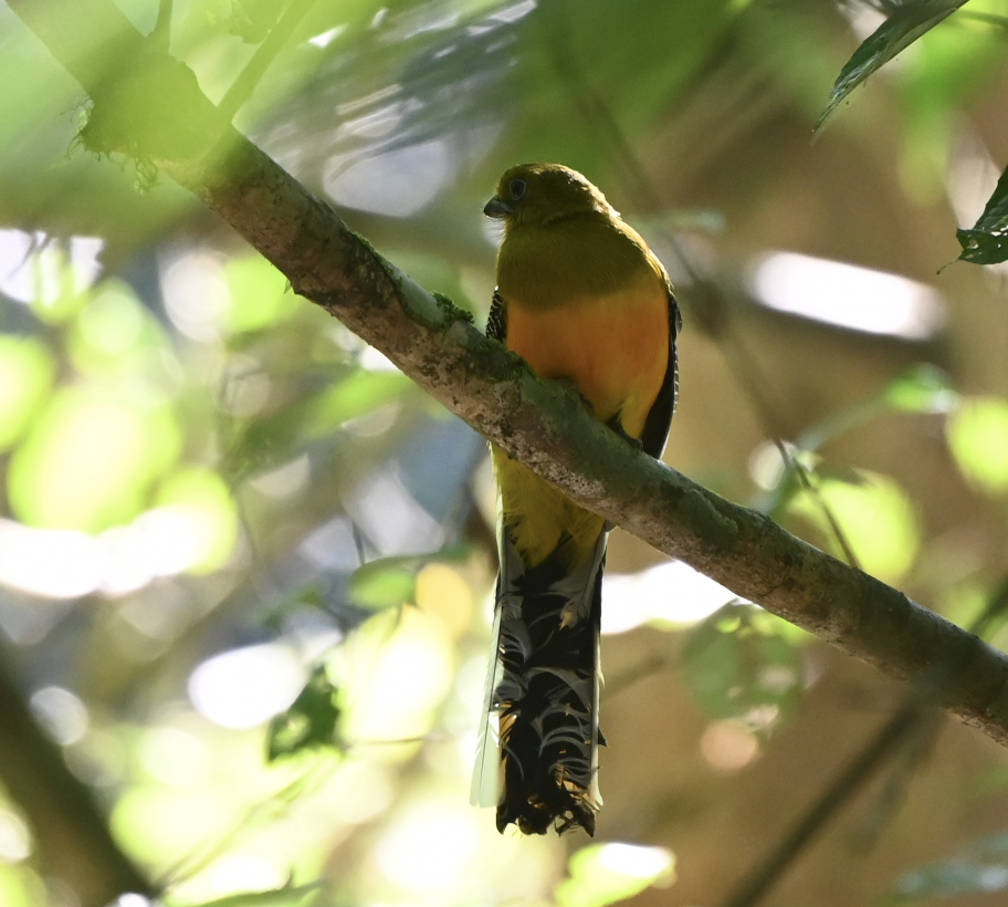 Orange-breasted Trogon - ML637916856