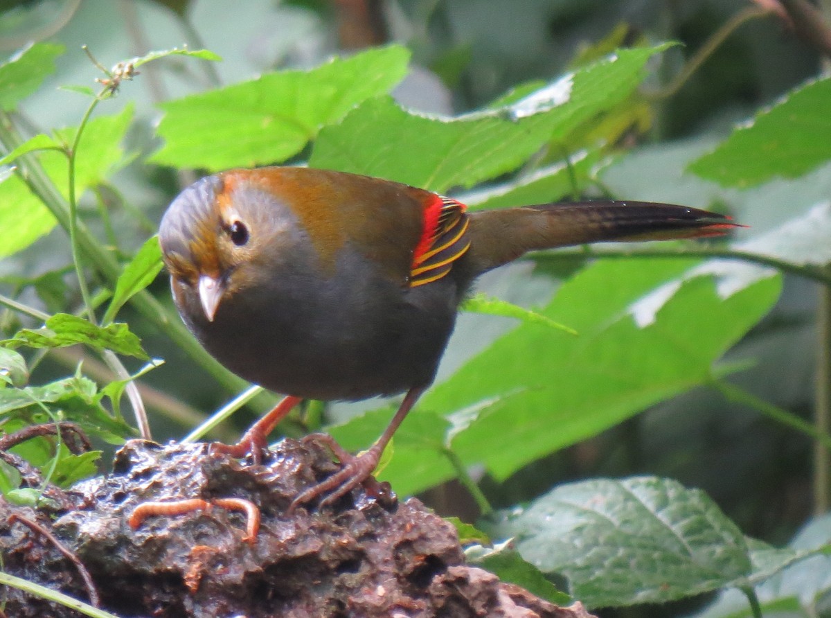 Emei Shan Liocichla - ML637916857