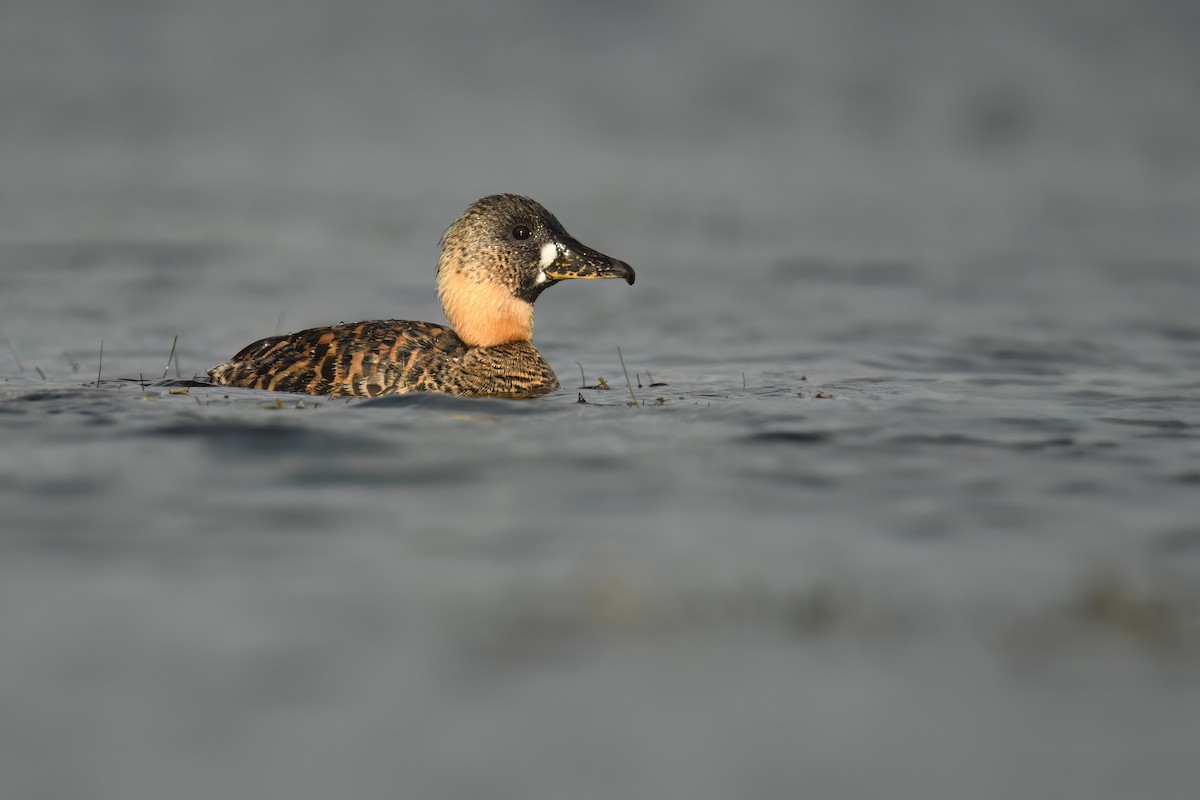 White-backed Duck - ML637916858