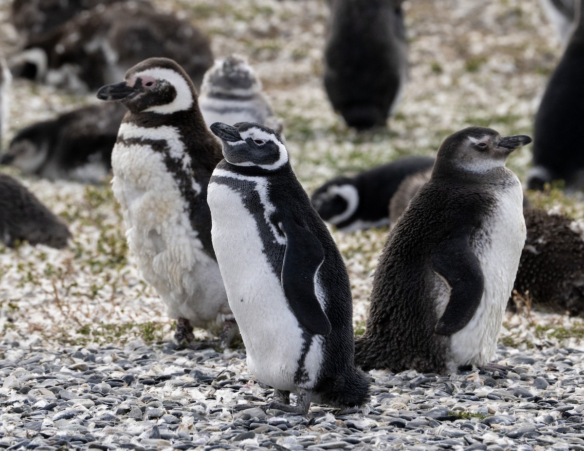 Magellanpinguin - ML637916861