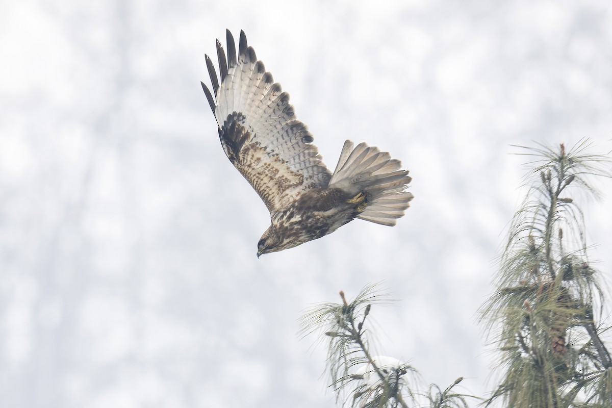 Himalayan Buzzard - ML637916941