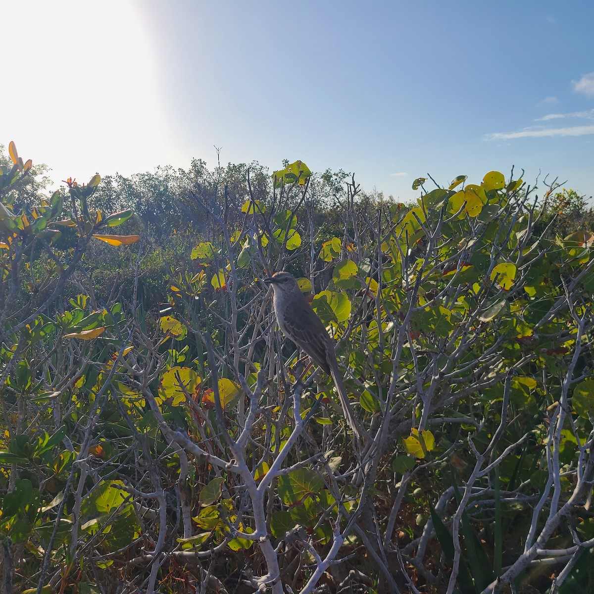 Bahama Mockingbird - ML637916965