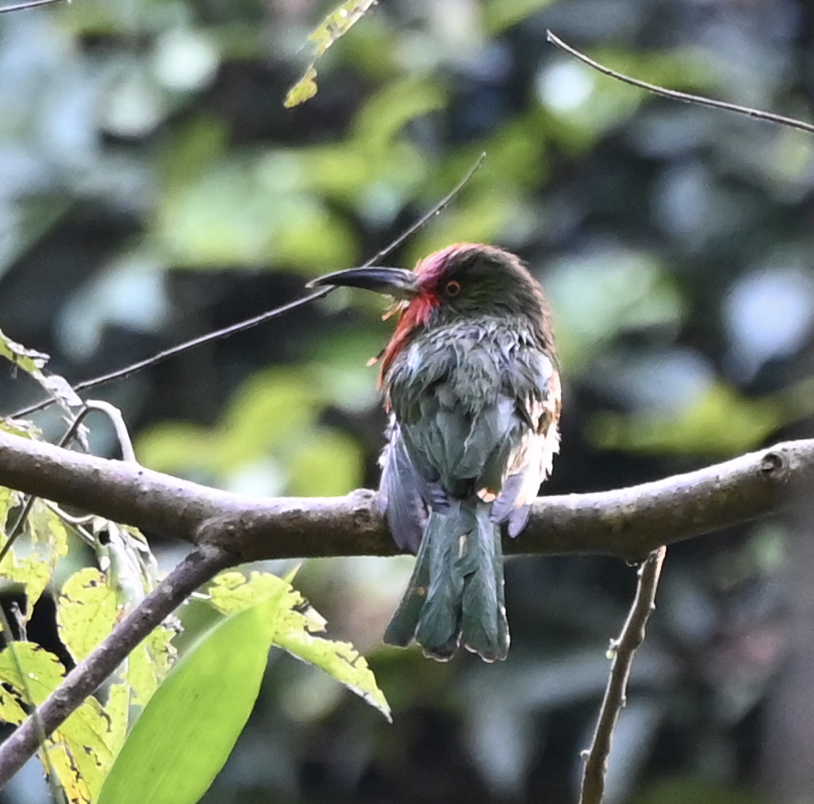 Red-bearded Bee-eater - ML637916989