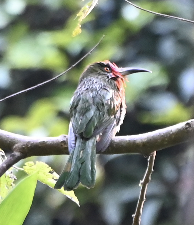 Red-bearded Bee-eater - ML637917007