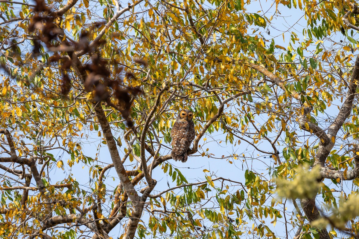 Spotted Wood-Owl - ML637917026