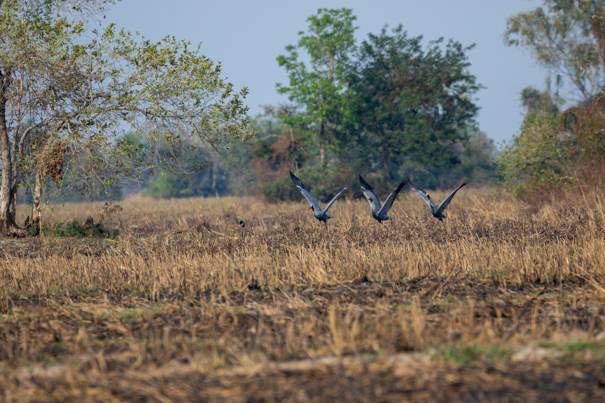 Sarus Crane - ML637917074