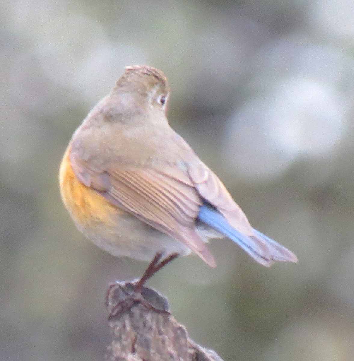 Himalayan Bluetail - ML637917080