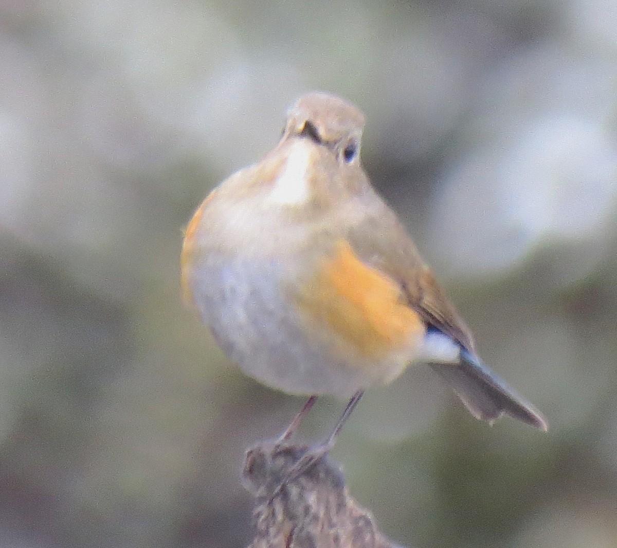 Himalayan Bluetail - ML637917081