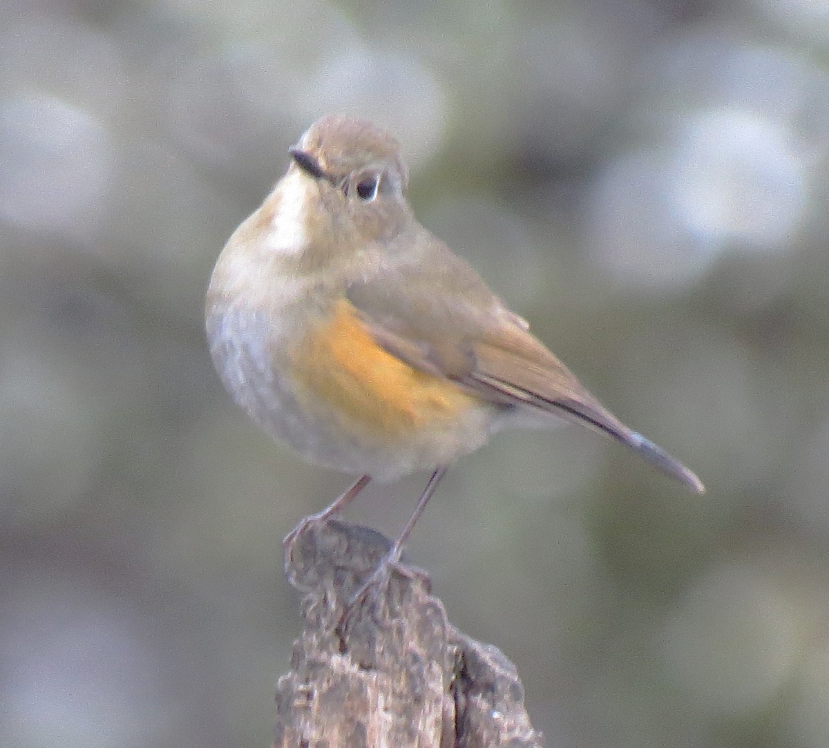 Himalayan Bluetail - ML637917082