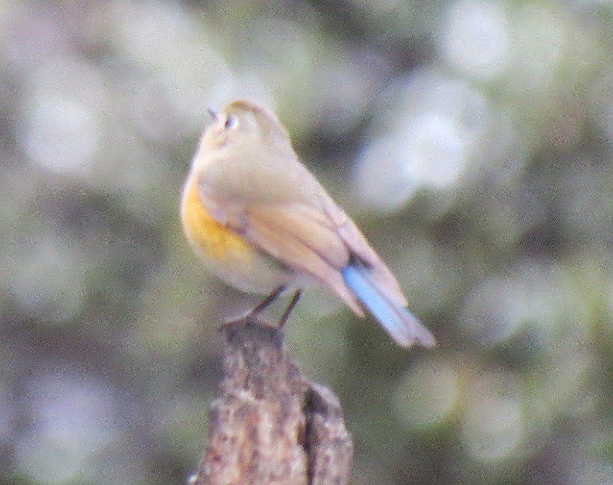 Himalayan Bluetail - ML637917083