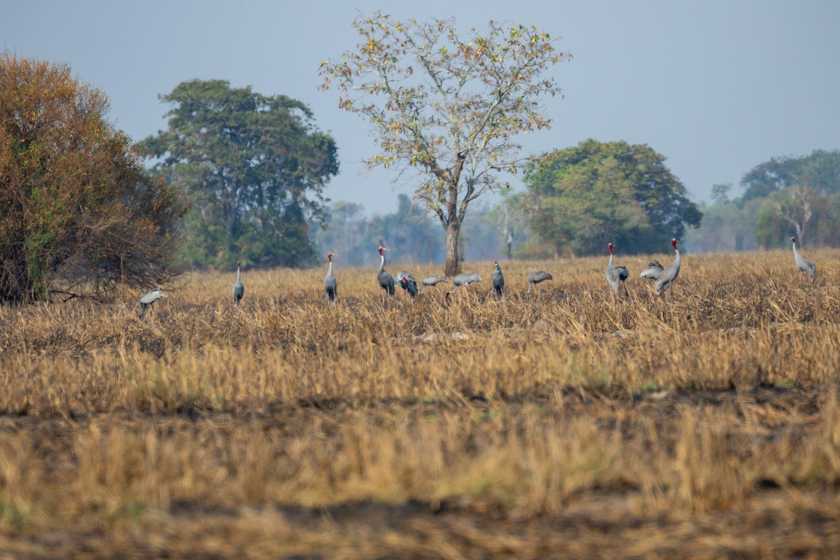 Sarus Crane - ML637917085
