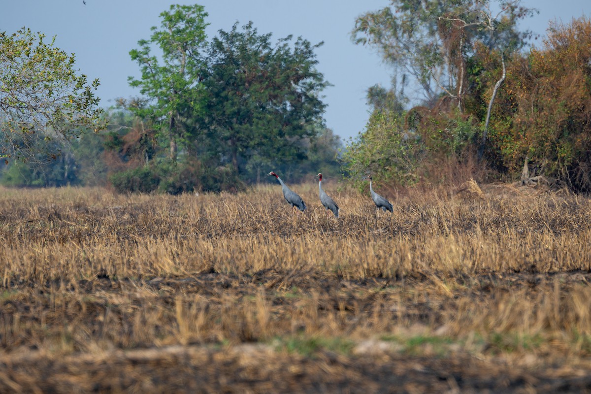 Sarus Crane - ML637917103