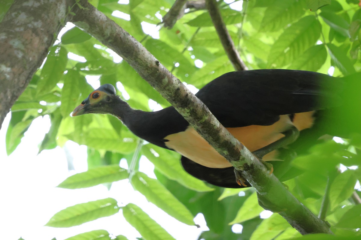 Maleo - ML637917112