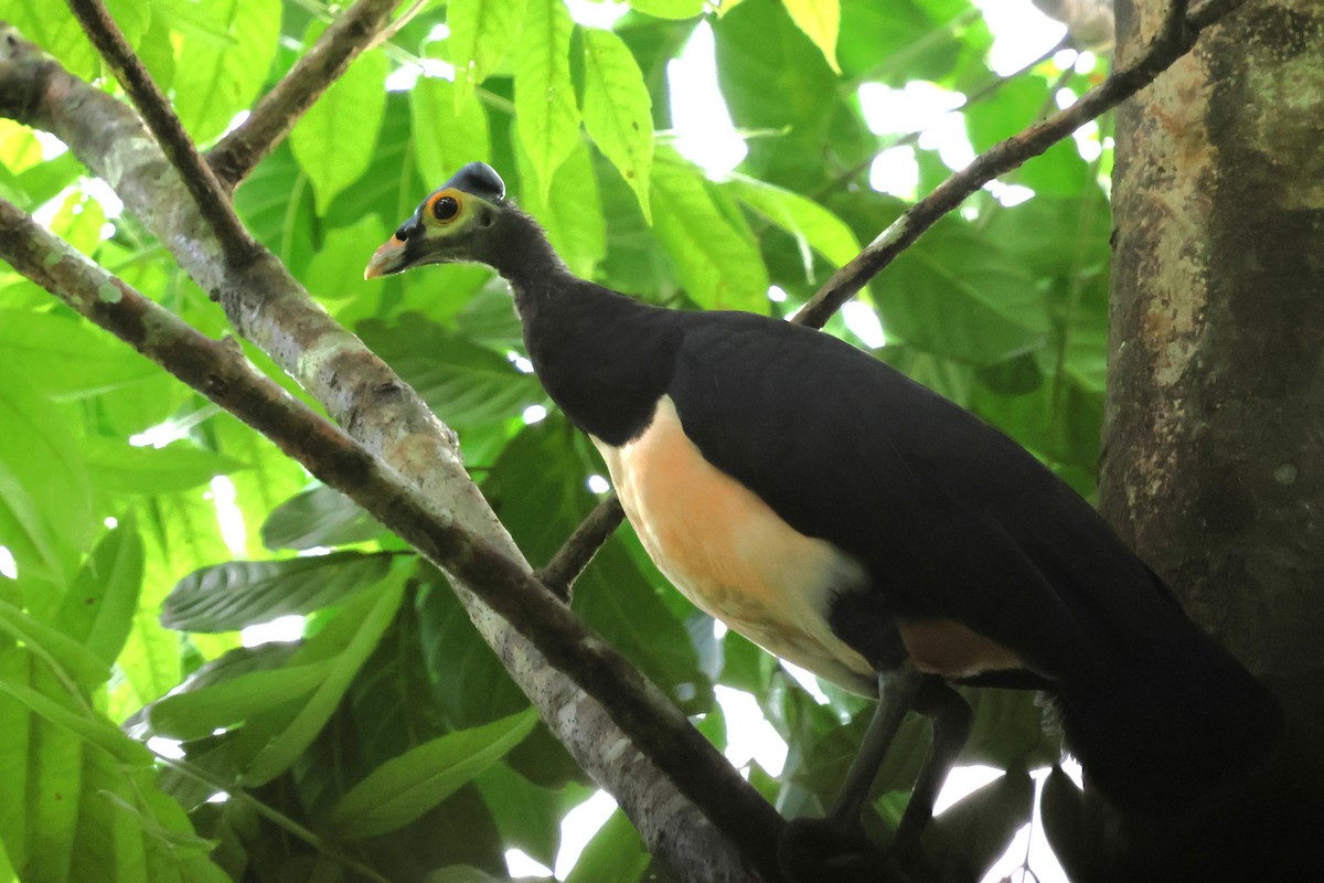Maleo - ML637917114