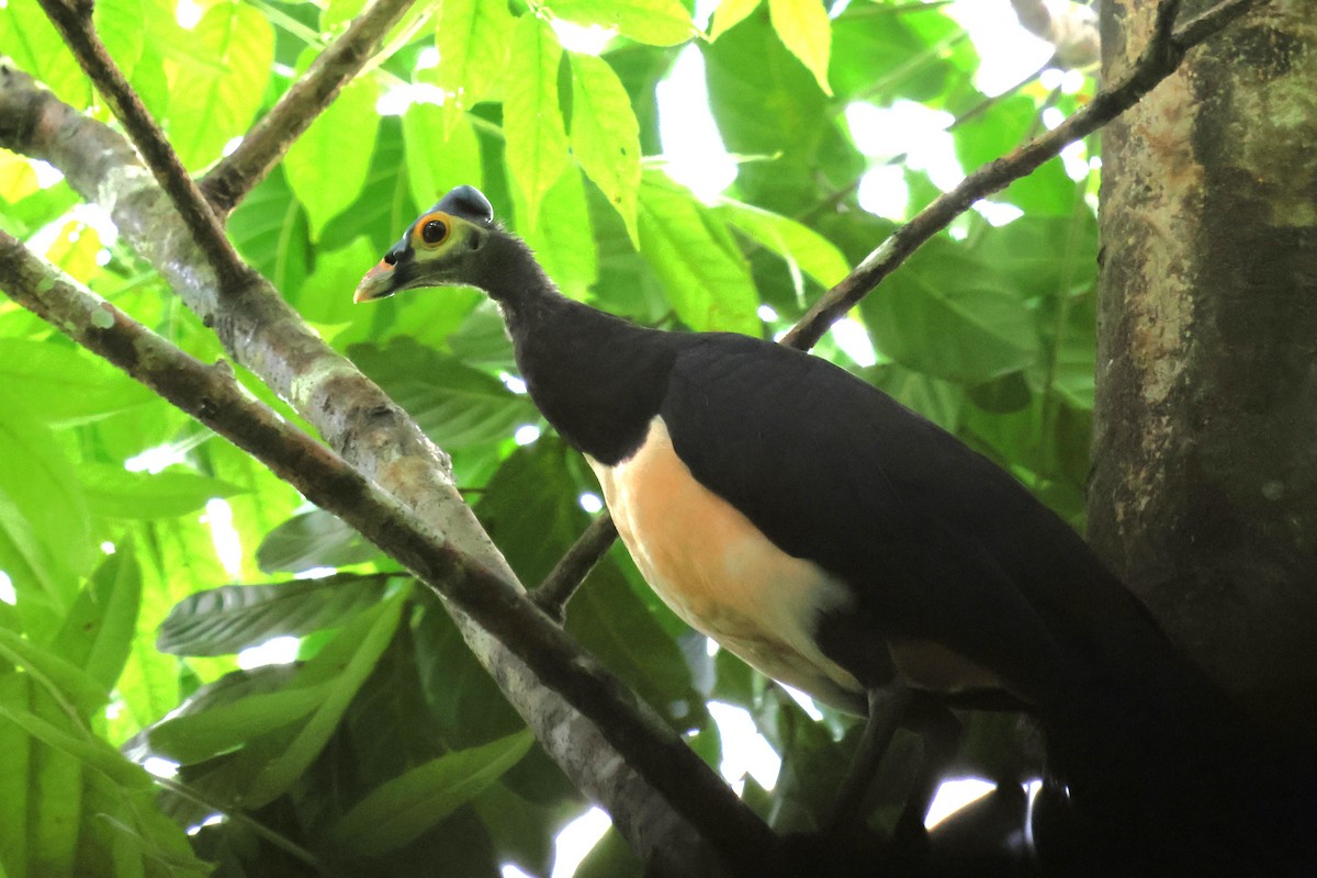 Maleo - ML637917115