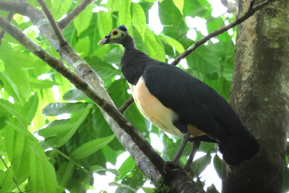 Maleo - ML637917116