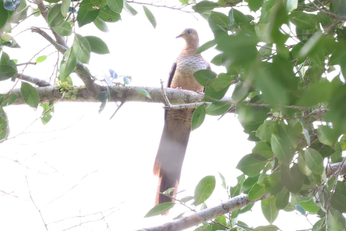 Sultan's Cuckoo-Dove - ML637917132