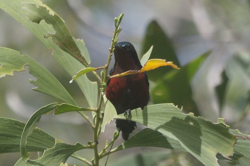 Van Hasselt's Sunbird - ML637917184