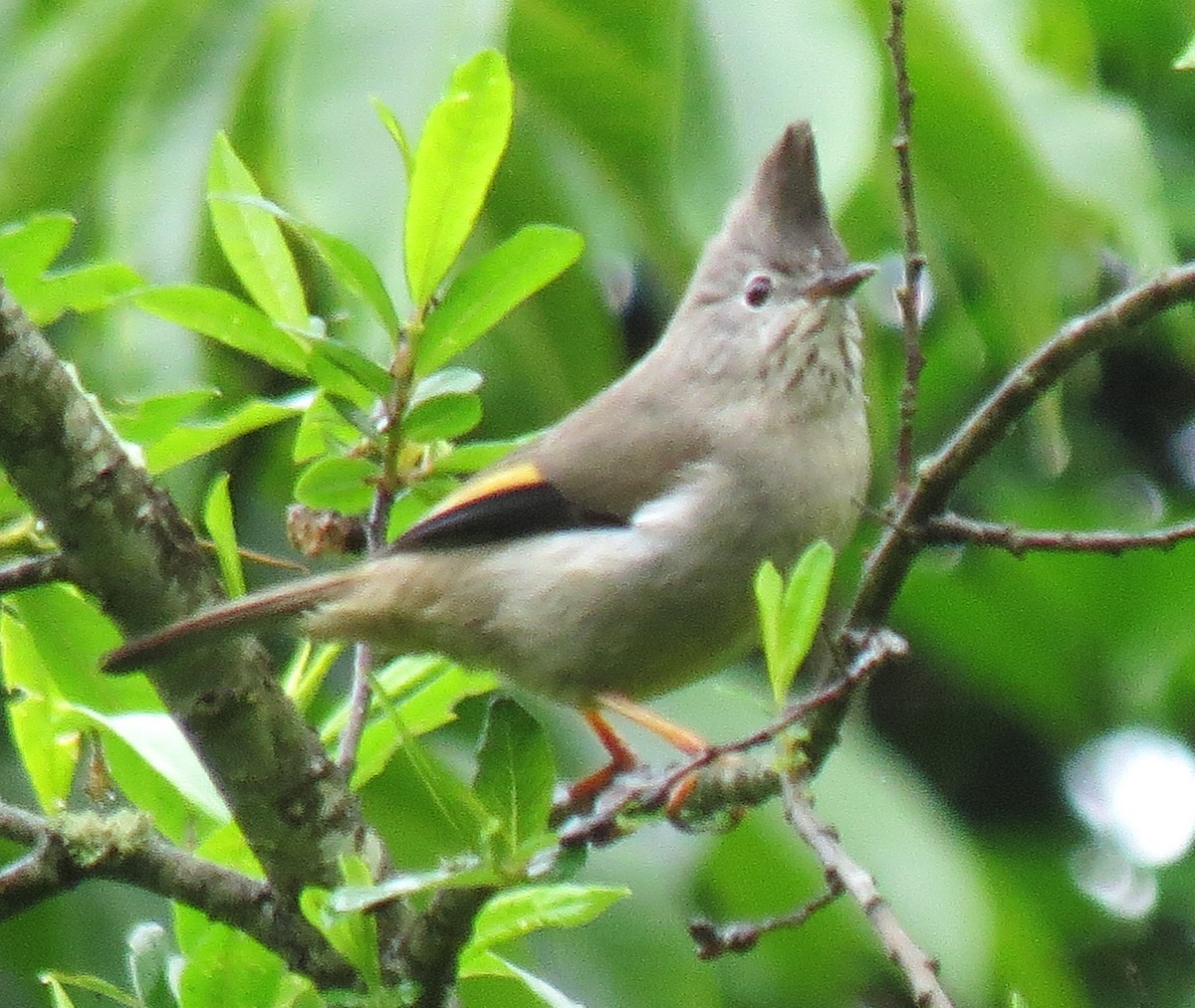 Stripe-throated Yuhina - ML637917205