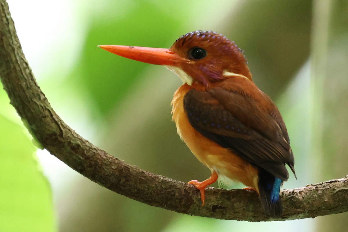 Sulawesi Dwarf-Kingfisher - ML637917220