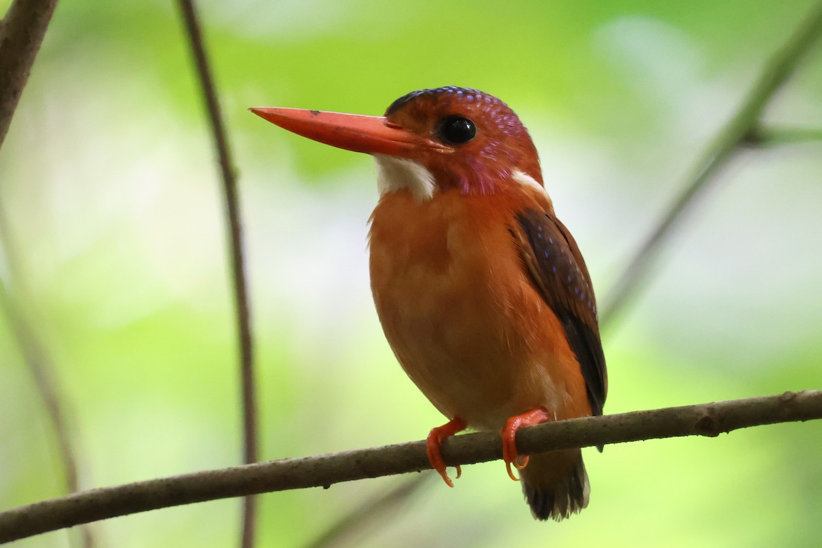 Sulawesi Dwarf-Kingfisher - ML637917221