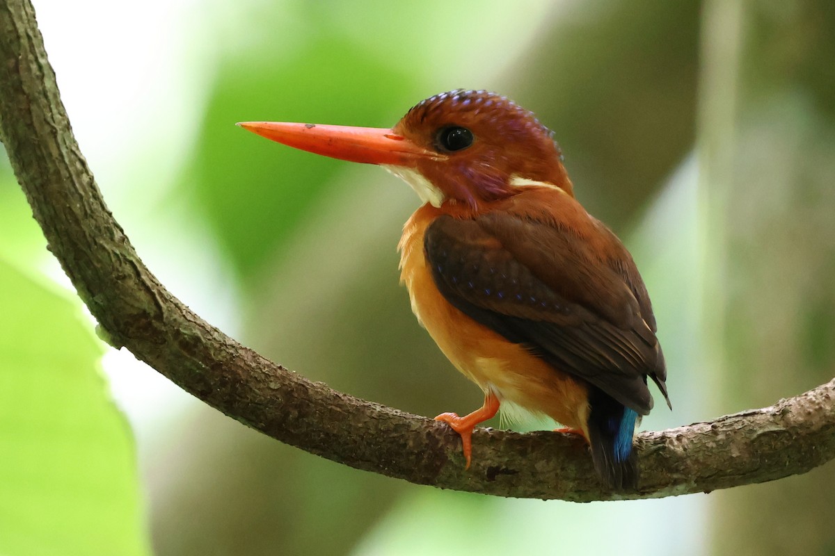 Sulawesi Dwarf-Kingfisher - ML637917223
