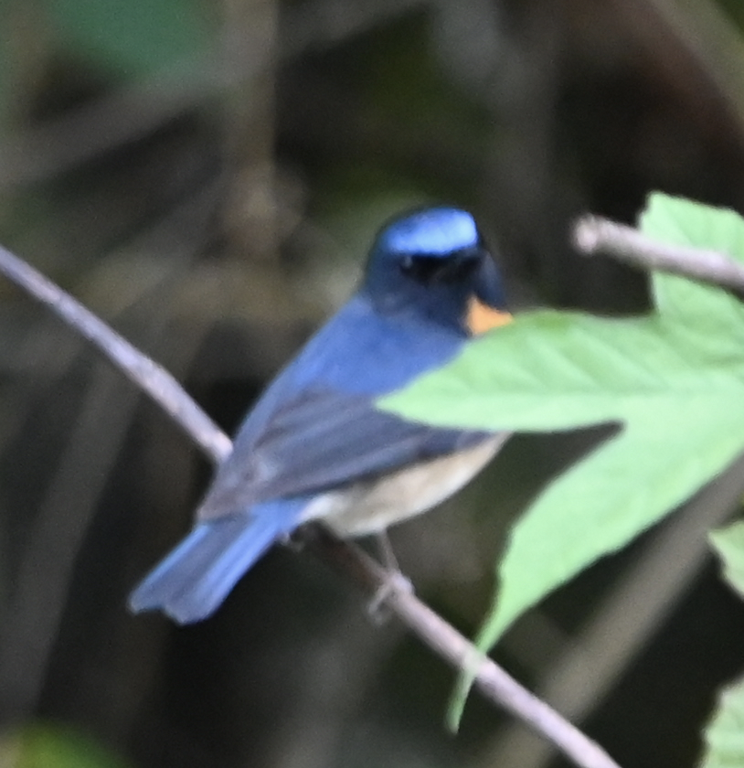 Chinese Blue Flycatcher - ML637917225