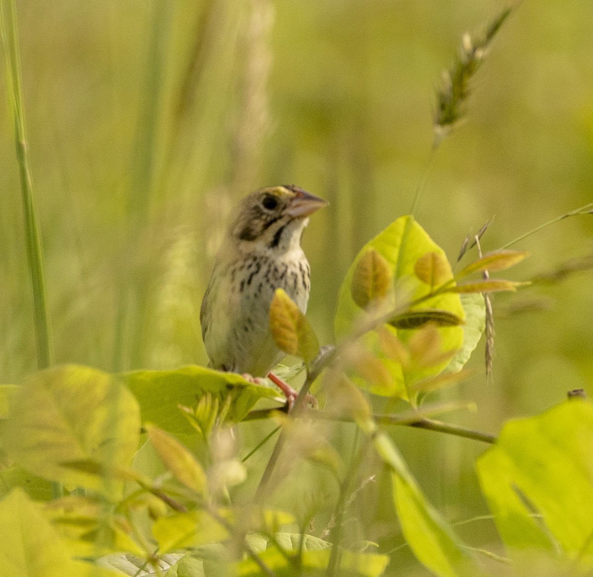 Henslow's Sparrow - ML637917234