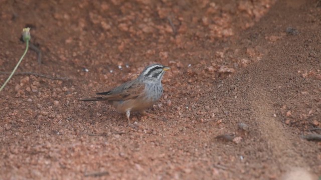Striolated Bunting - ML637917235