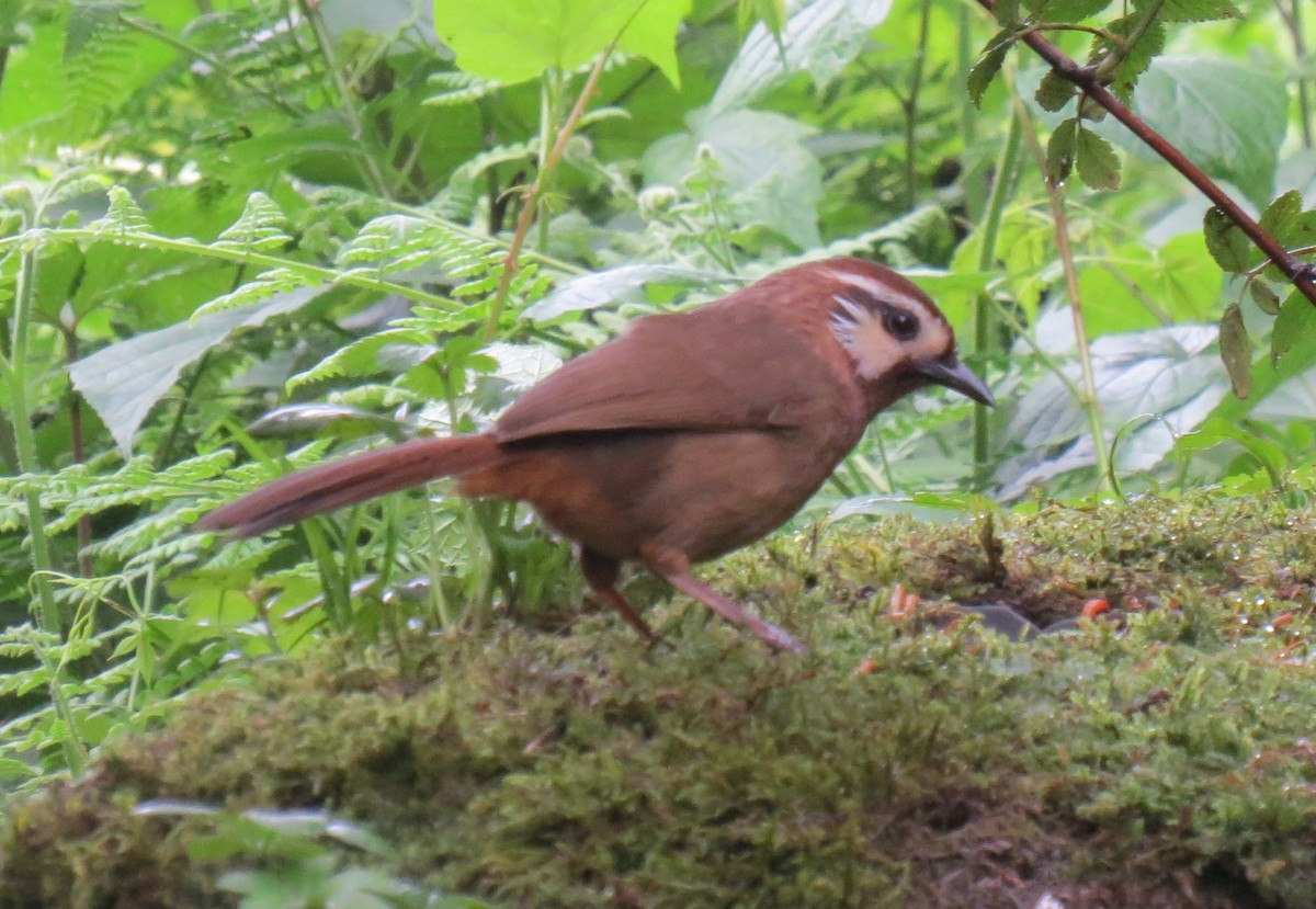 White-browed Laughingthrush - ML637917265
