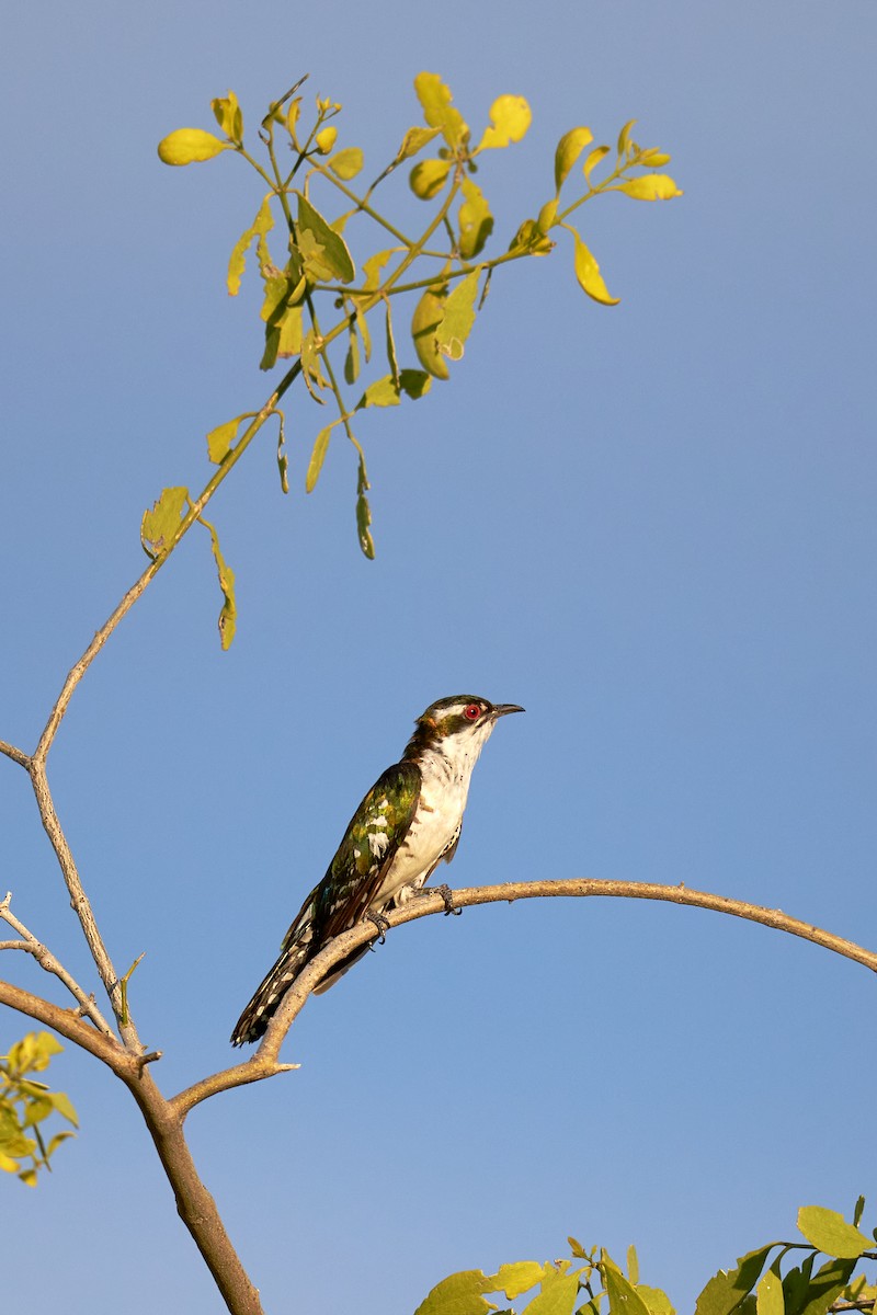Dideric Cuckoo - ML637917284