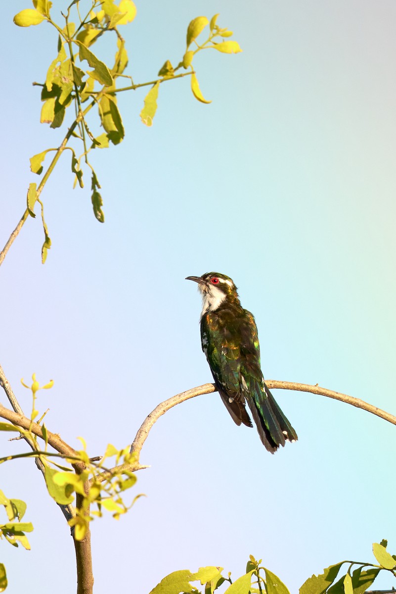 Dideric Cuckoo - ML637917286