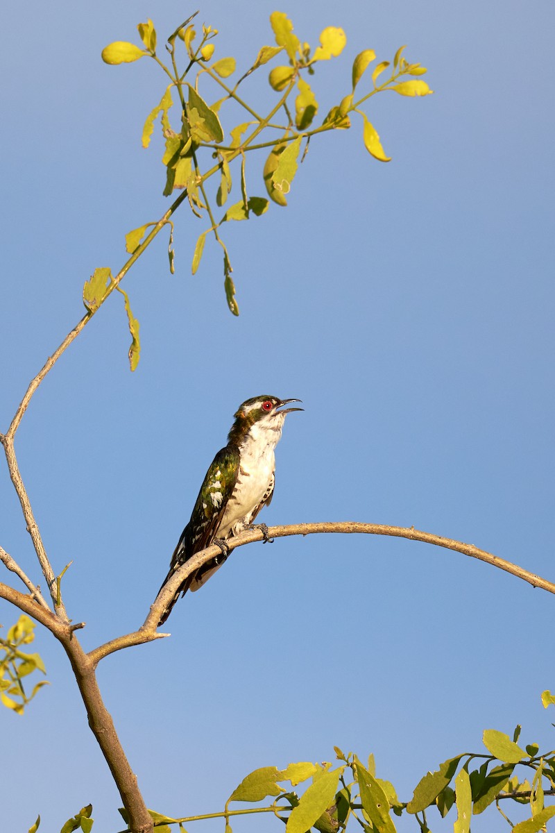 Dideric Cuckoo - ML637917287