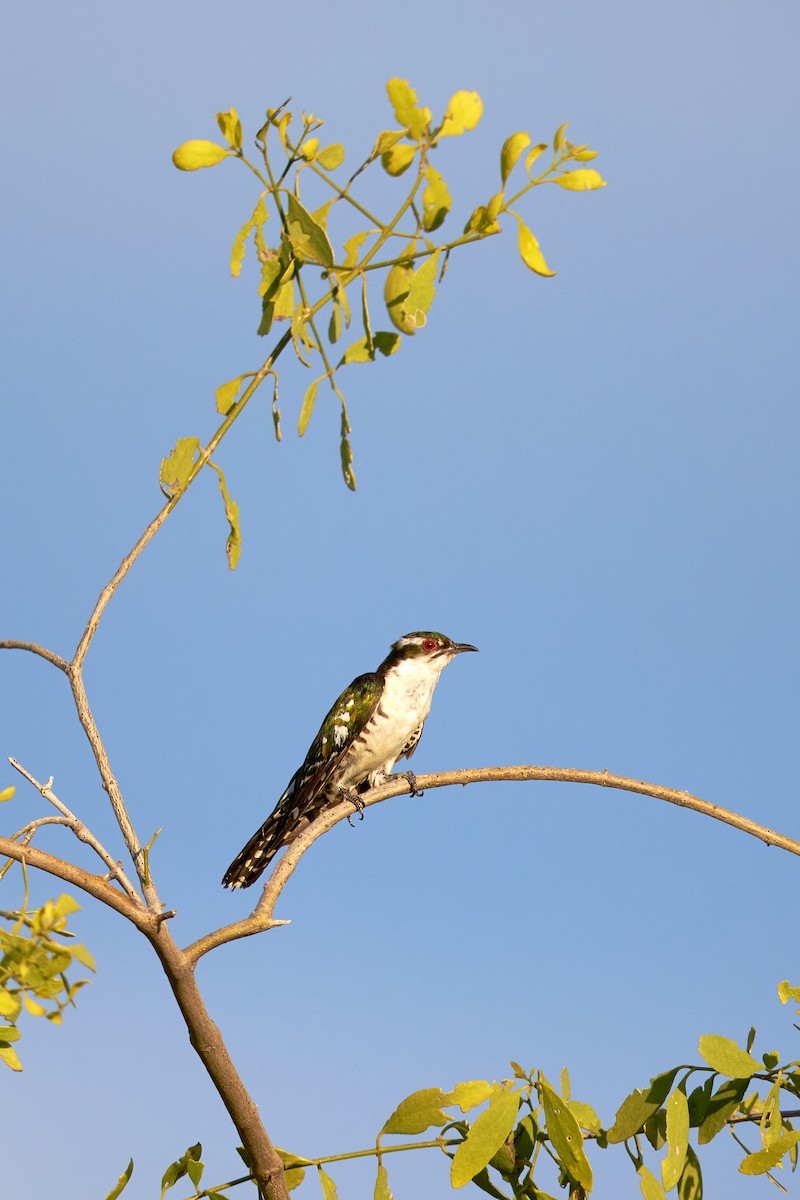Dideric Cuckoo - ML637917290