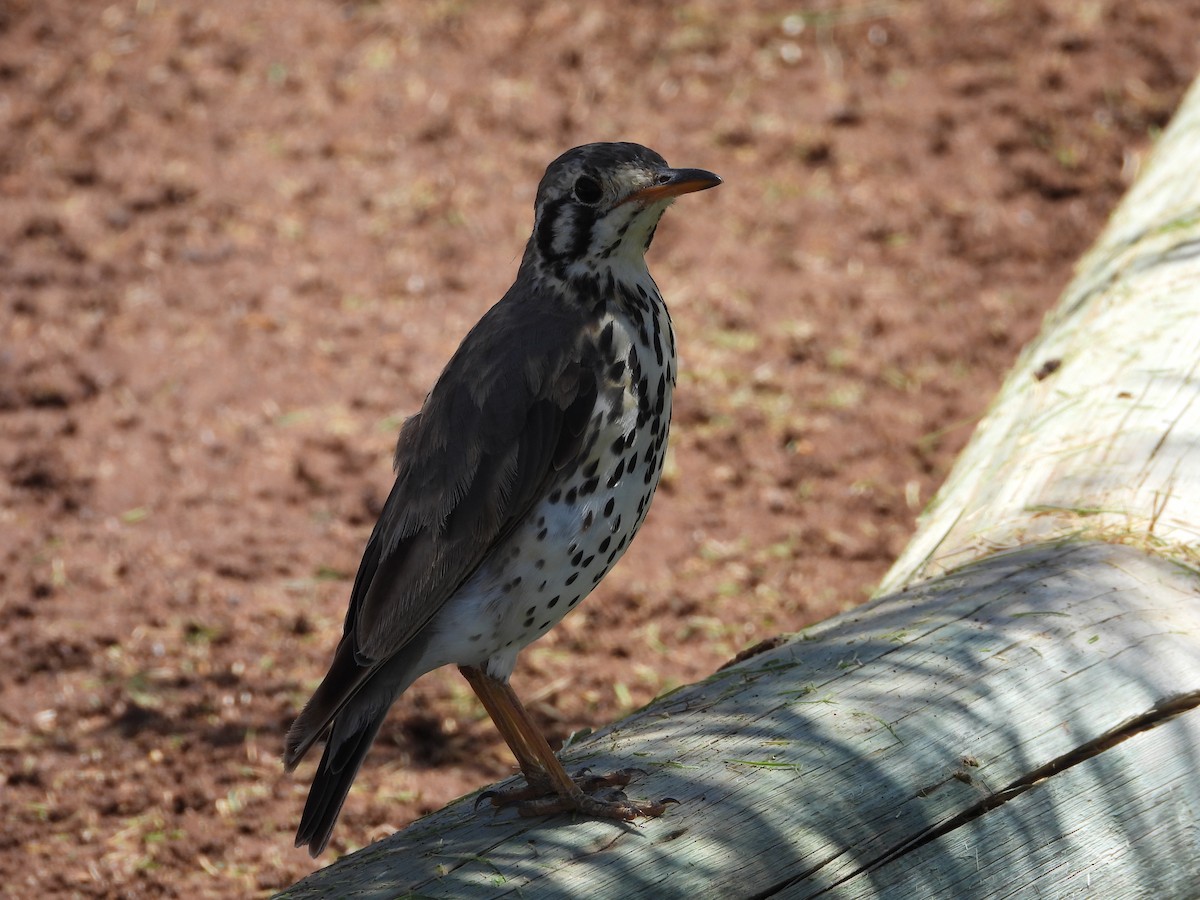 Groundscraper Thrush - ML637917292