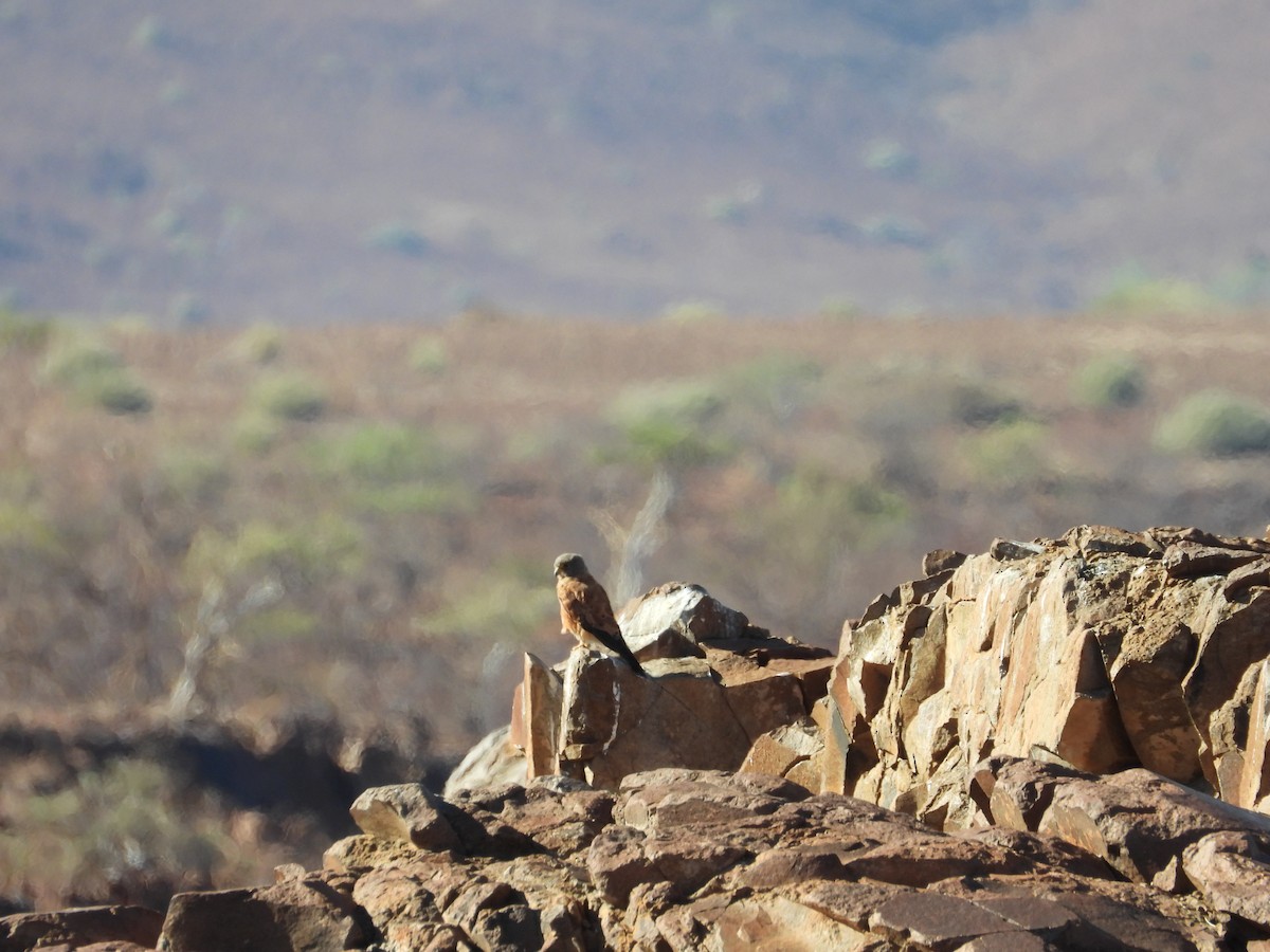 Rock Kestrel - ML637917314