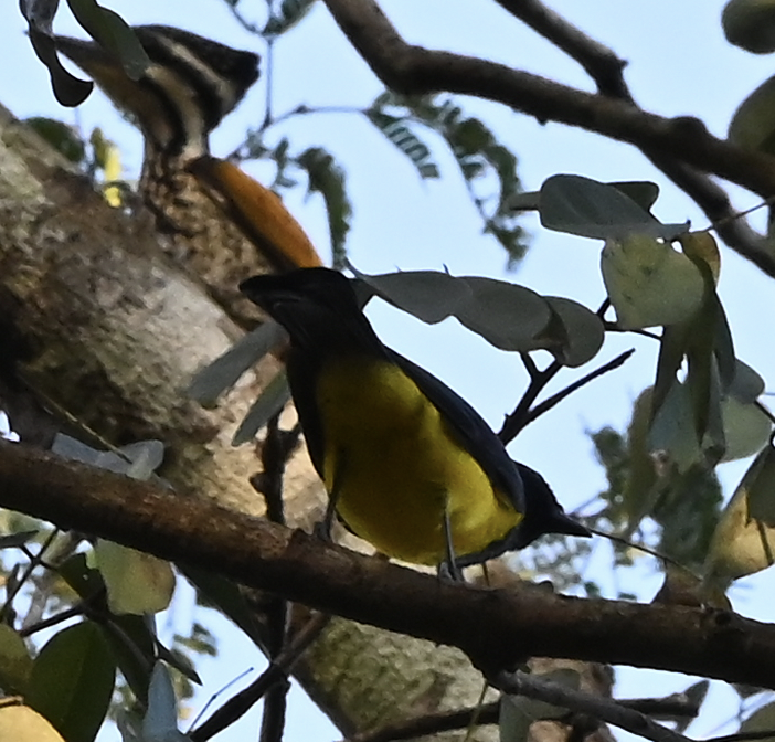 Sultan Tit - ML637917317
