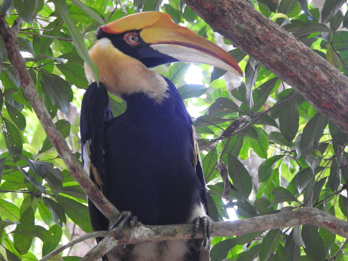 Great Hornbill - ML637917323