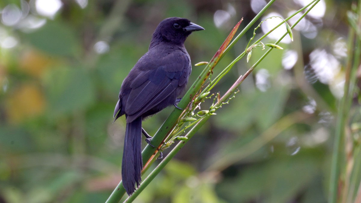 Velvet-fronted Grackle - ML637917325
