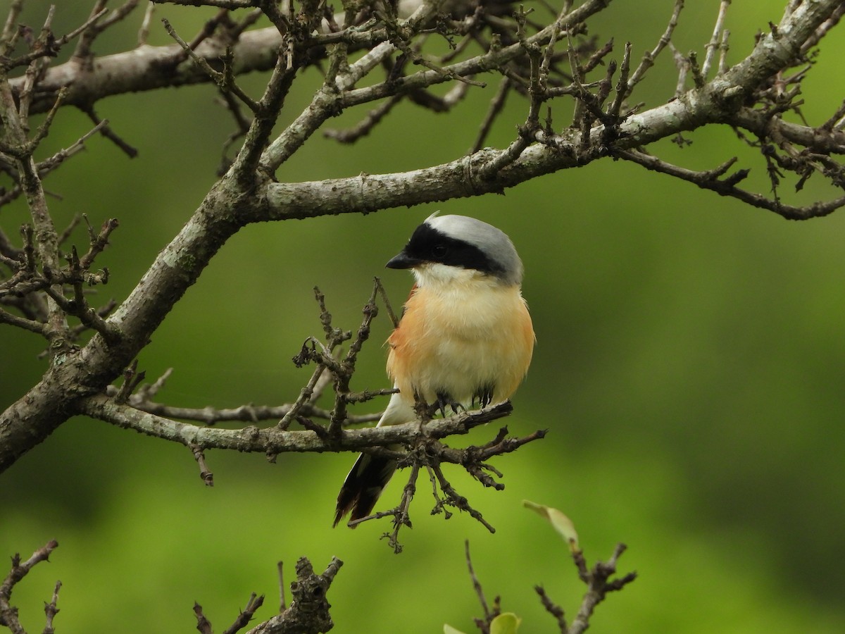 Bay-backed Shrike - ML637917327