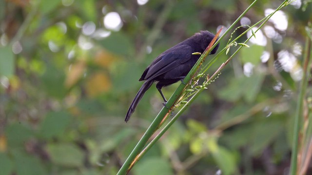 Velvet-fronted Grackle - ML637917336