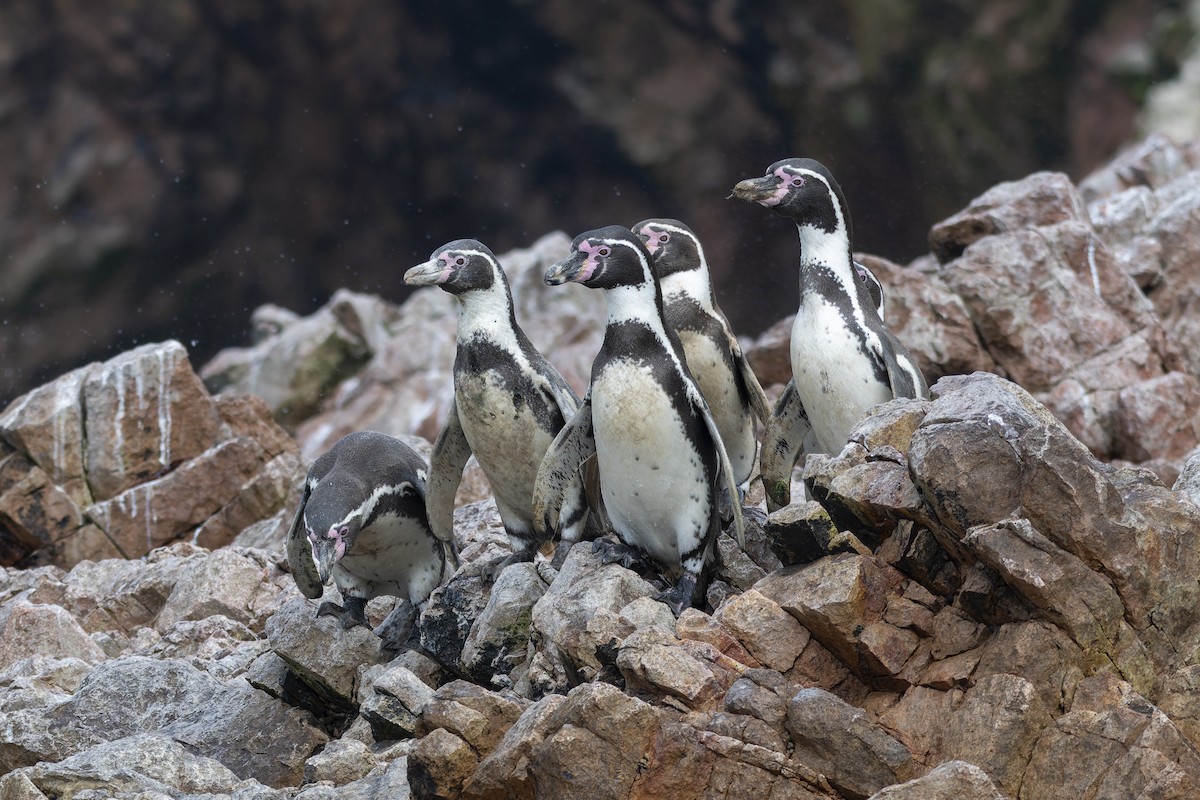 Humboldt Penguin - ML637917352