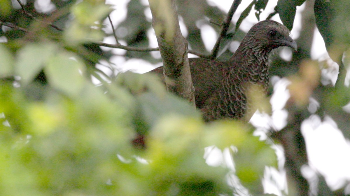 Speckled Chachalaca - ML637917388