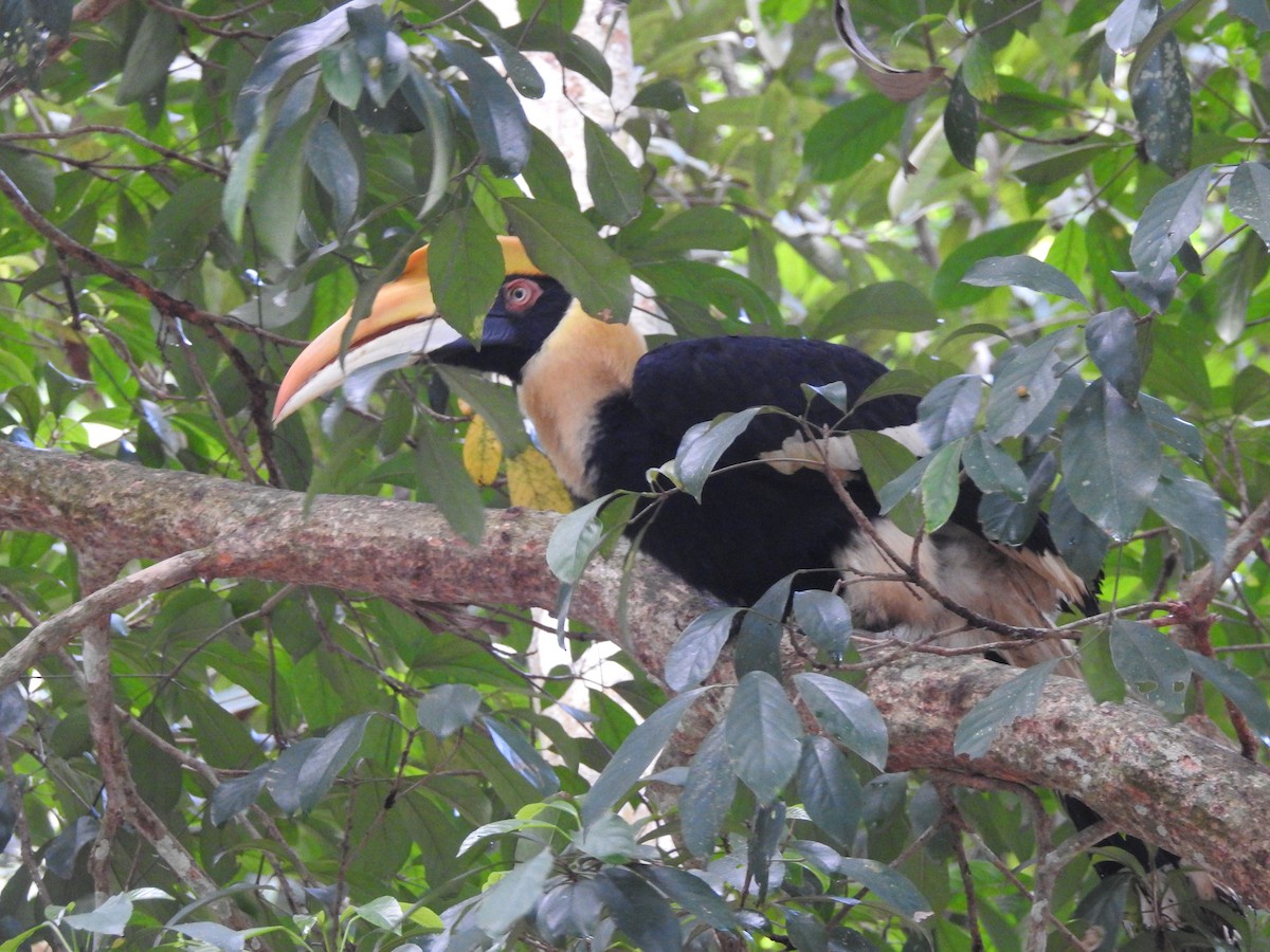 Great Hornbill - ML637917402