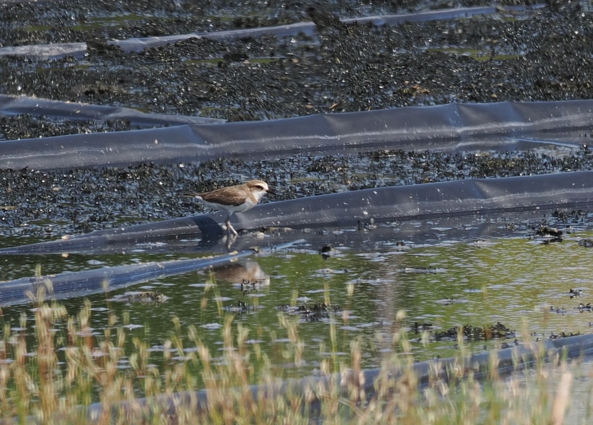 Javan Plover - ML637917408