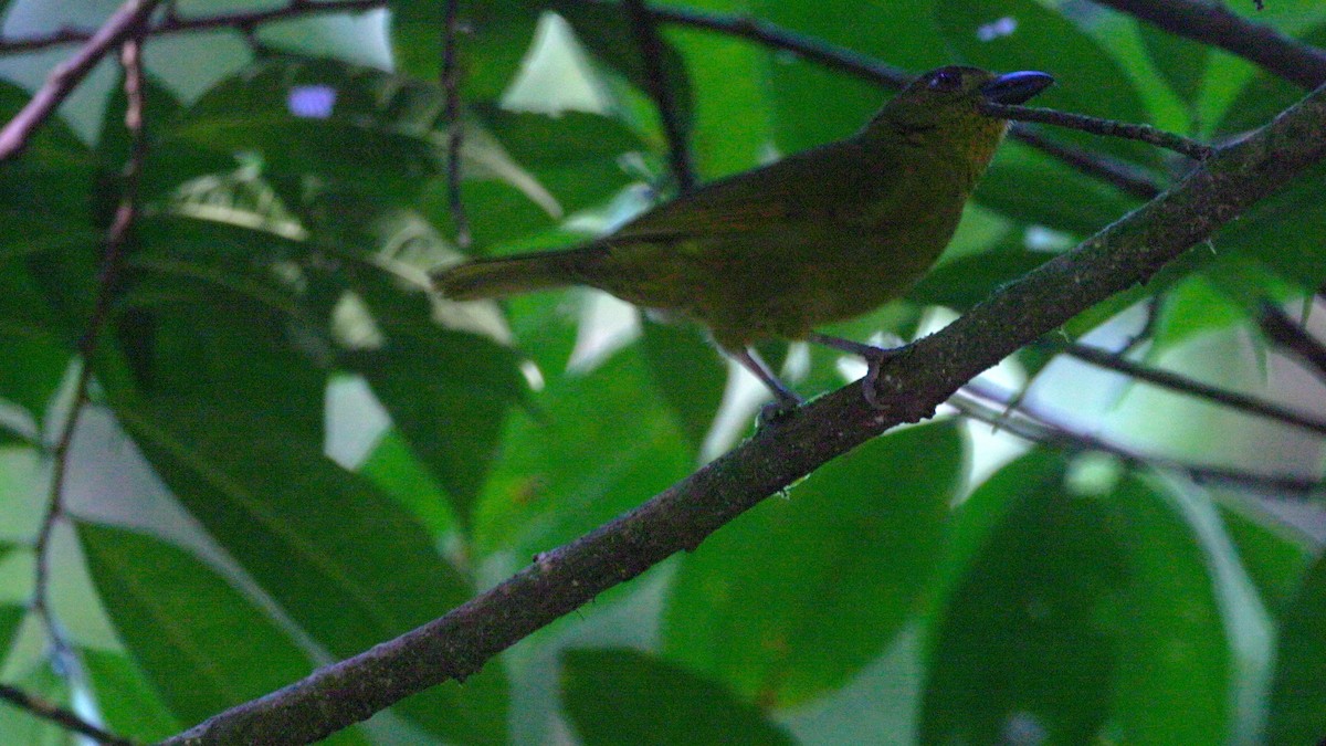 Yellow-lored Tanager - ML637917420
